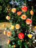 Night Light ® rose photo