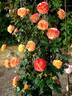 Night Light ® rose photo
