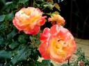 Night Light ® rose photo
