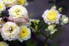 Cholloucuz rose photo