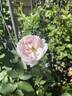 Juno rose photo
