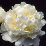 Candidissima peony photo