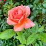 Invitation (hybrid tea, Swim rose photo
