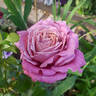 Fabulous rose photo