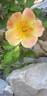 Coral Babylon Eyes rose photo