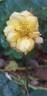 Bernstein-Rose ® rose photo