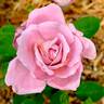 Marion Ross rose photo