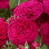 Dynamite Bam! ™ rose photo