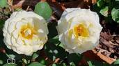 Christophe Dechavanne rose photo
