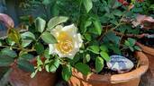 Christophe Dechavanne rose photo