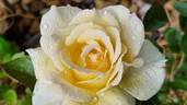 Christophe Dechavanne rose photo