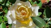 Christophe Dechavanne rose photo