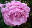 Sweet Surrender rose photo