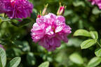 Light Pink Valeda rose photo
