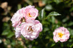 Light Pink Ricco Amorina rose photo