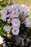 Light Pink Ricco Amorina rose photo