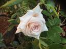 Crème Caramel rose photo