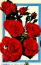 Farandole rose photo
