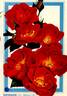 Sarabande rose photo