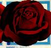 Samouraï rose photo