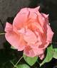 Astrée rose photo