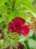 Ja15-04 rose photo