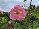The Lady's Blush rose photo