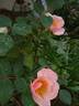PLTB Crest rose photo