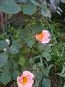PLTB Crest rose photo