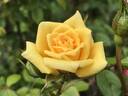 Hall of Flowers ™ rose photo