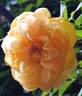 Carolyn Knight rose photo