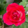 Empathy rose photo