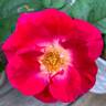 Empathy rose photo