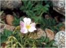 <i>Rosa x archipelagica</i> Tchubar rose photo