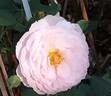 Lady Salisbury rose photo