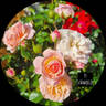 It's a Wonderful Life rose photo