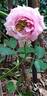 Agnès Schilliger ® rose photo