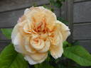 Miss Fine rose photo