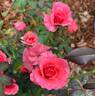 Fancy Talk rose photo