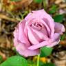 Marion Ross rose photo