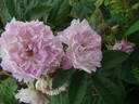 Jean de Bruges rose photo