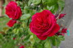 Respect® rose photo
