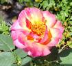 Frank's Climber rose photo