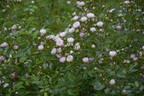 Prince Charles de Luxembourg rose photo