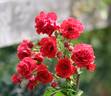 Super Elfin rose photo