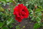 Salsa rose photo