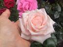 Royal Highness rose photo