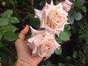 Crème Caramel rose photo