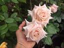 Crème Caramel rose photo