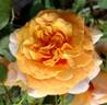 Golden Buddha rose photo